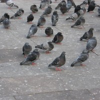 Feral Pigeon